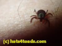 /home//u458753944/public_html/sourcegallery////Insects and small critters/other arthopods/P5090287.JPG